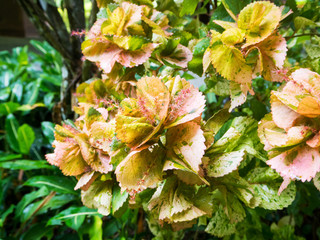 Freshness with plant in the garden 