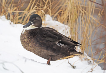 duck in the snow