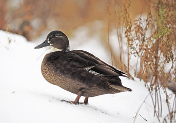 duck in the snow
