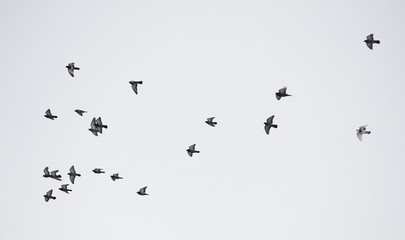 pigeons in flight
