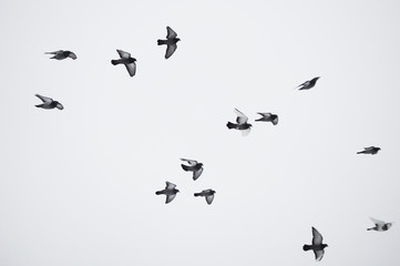 pigeons in flight