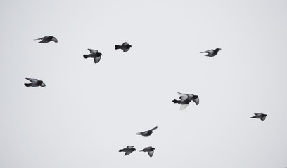 pigeons in flight