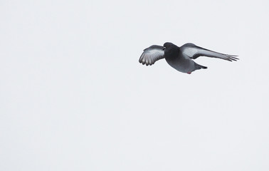 Fototapeta na wymiar pigeons in flight