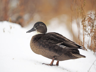 duck in the snow