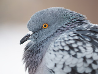 portrait of pigeon on the waterfront