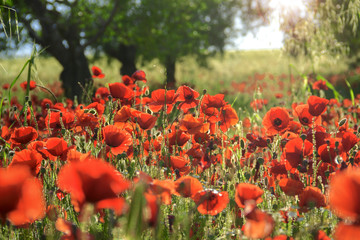 SPRINGTIME.Between Apulia and Basilicata. Backlit poppies in a field with trees. Italy. Rural...