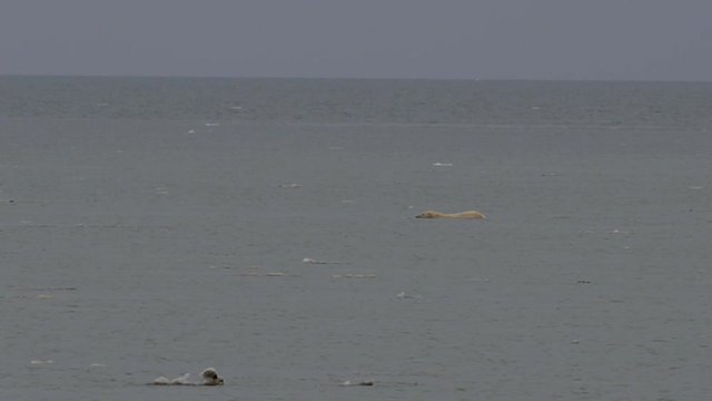 Polar bear swimming in bay hunts swimming seal