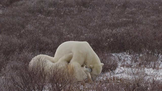 Slow motion - polar bears wrestle and walk past two other bears