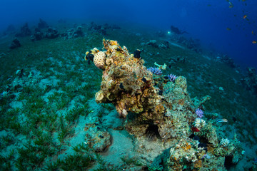 Diver on the reaf