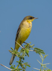 Yellow Wagtail bird perched on a tree branch