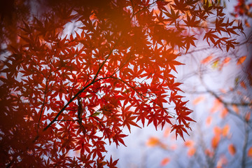 紅葉