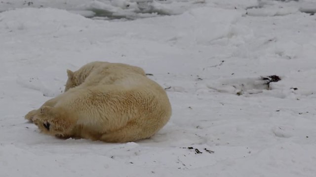 Polar bear rolling on dirty snow gets up and shakes in slow motion