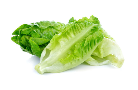 fresh baby cos lettuce on white background