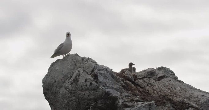 Glaucus gull and two chicks atop a rocky outcrop nest in the arctic