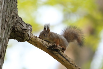 エゾリス,ネズミ目,リス科,リス属,キタリス種の亜種