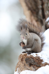 エゾリス,ネズミ目,リス科,リス属,キタリス種の亜種