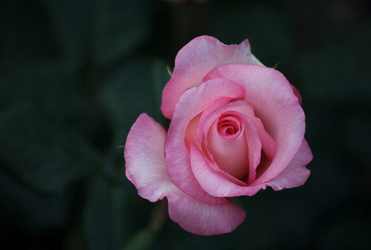 Beautiful pink rose on dark green background