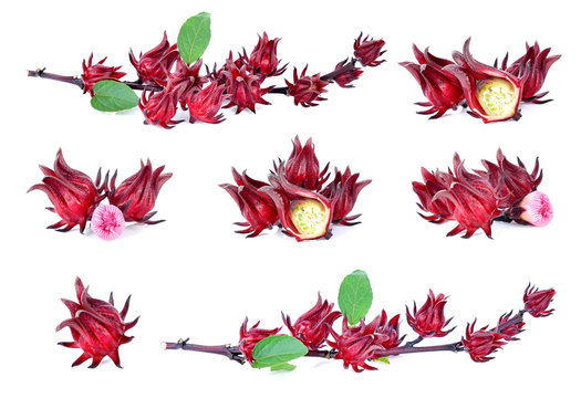 Hibiscus sabdariffa or roselle fruits isolated on white backgrou