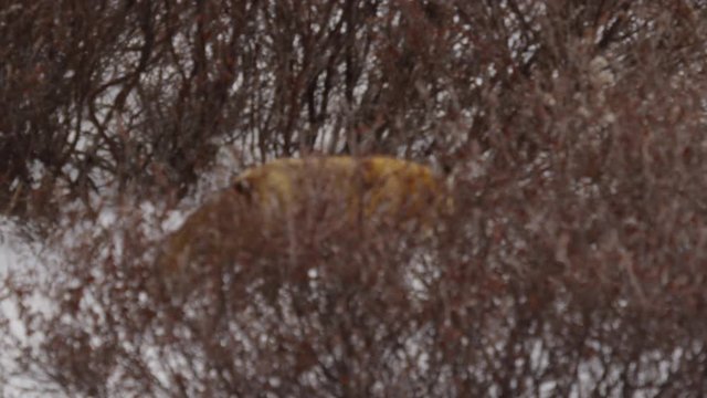 Slow motion - Red fox running through snowy willows