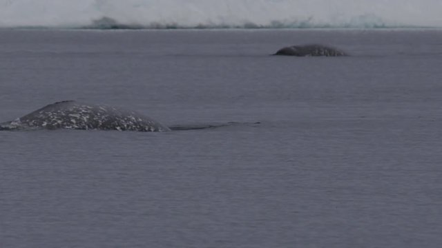 Slow motion close two narwhals surface and spout
