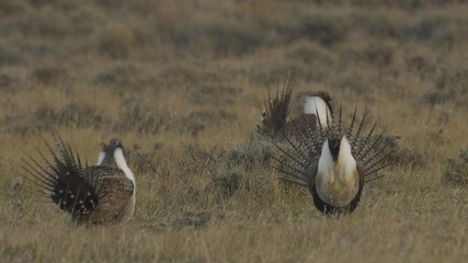 Close Sage Grouse Challenge Display