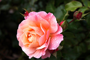 Beatiful rose with drops of dew