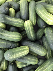 Fresh picked cucumber background