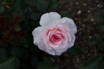 Beautiful pink rose in a natural garden environment