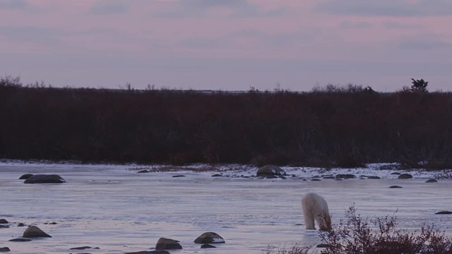 Polar bear scratches at ice of frozen pond in the pink light after sunset
