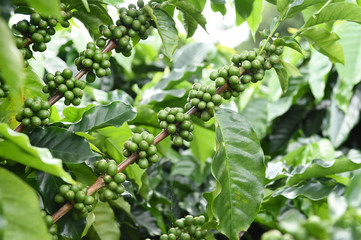 Green coffee beans on stem.