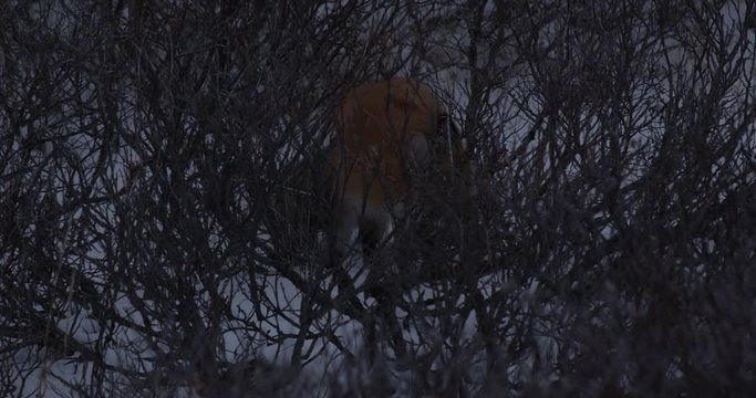 Red fox sticks face into snow hunting voles and leaves willows