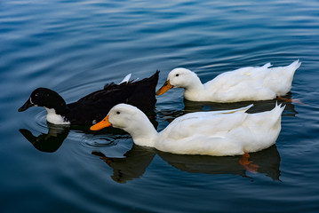 two whites and one black duck floating
