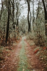 Fototapeta premium Beautiful path in the forest