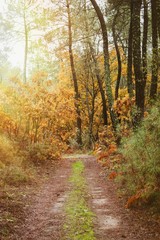 Fototapeta na wymiar Beautiful path in the forest