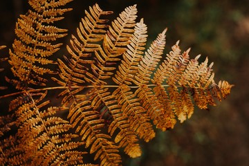 Brown leaf of fern in the nature