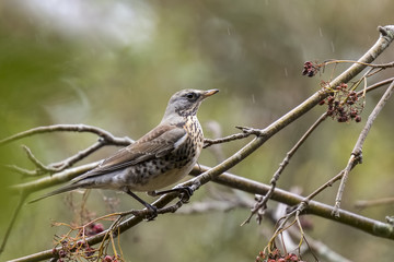 Bluethroat bird display during Spring