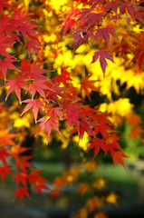 The beauty of the autumn