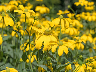 Sonnenhut, Echinacea, Igelkopf