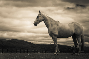 Obraz premium Proud horse against stormy sky