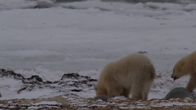 Adorable polar bear cubs dig and pounce searching kelp beds in arctic