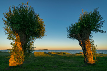 Blick durch zwei Weiden am Greifswalder Bodden in Putbus auf die Insel Vilm