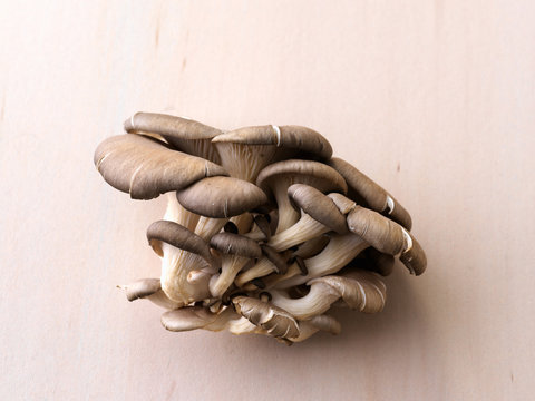 Oysters mushrooms
