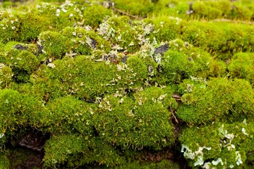 Fototapeta na wymiar Trunk of a tree with moss