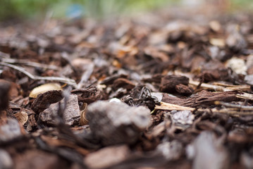 Wood chips closeup on the ground.
