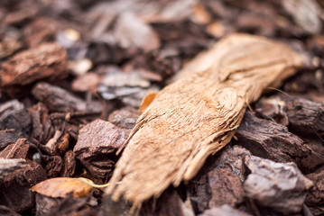 Wood chips closeup on the ground.