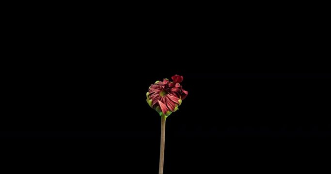 Blooming Red Dahlia Flower. Studio Isolated on a Black Background with Copy Space.