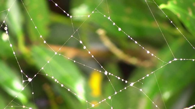 Wassertropfen veredeln das Spinnennetz (Makroaufnahme)