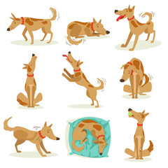 Brown Dog Set Of Normal Activities