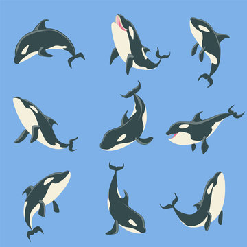 Arctic Orca Whale Different Body Positions Set Of Illustrations.