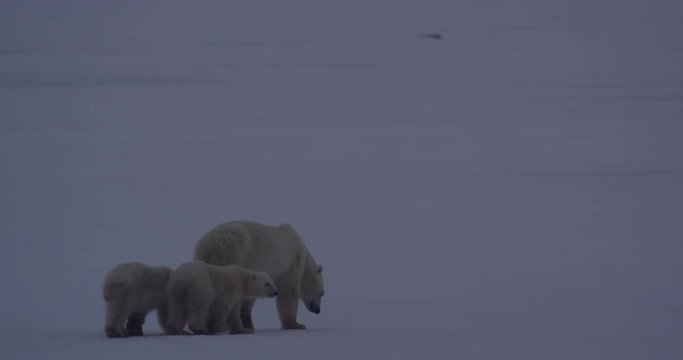 Twin polar bear cute cubs follow mum closely on sea ice at dusk